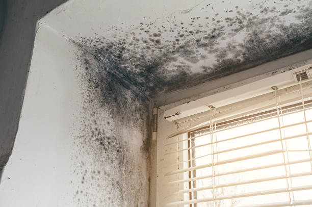 Affordable Mold Cleanup solutions in Hines, OR